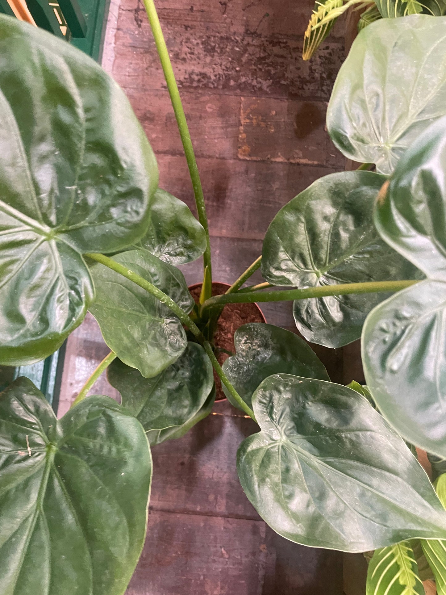Alocasia cucullata