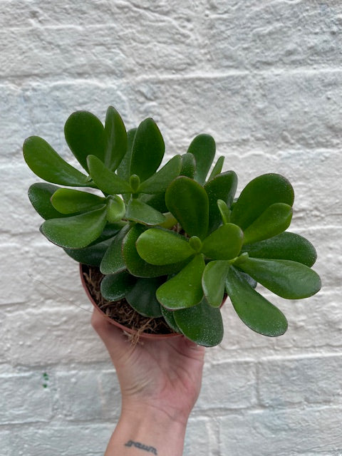 Crassula ovata (Jade plant)