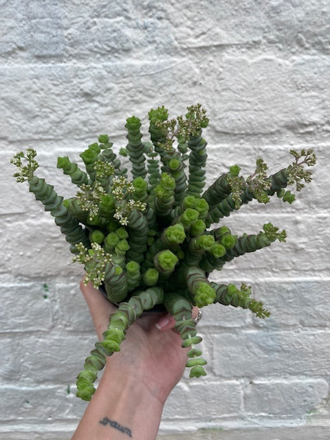 Crassula marnieriana (Jade Necklace)