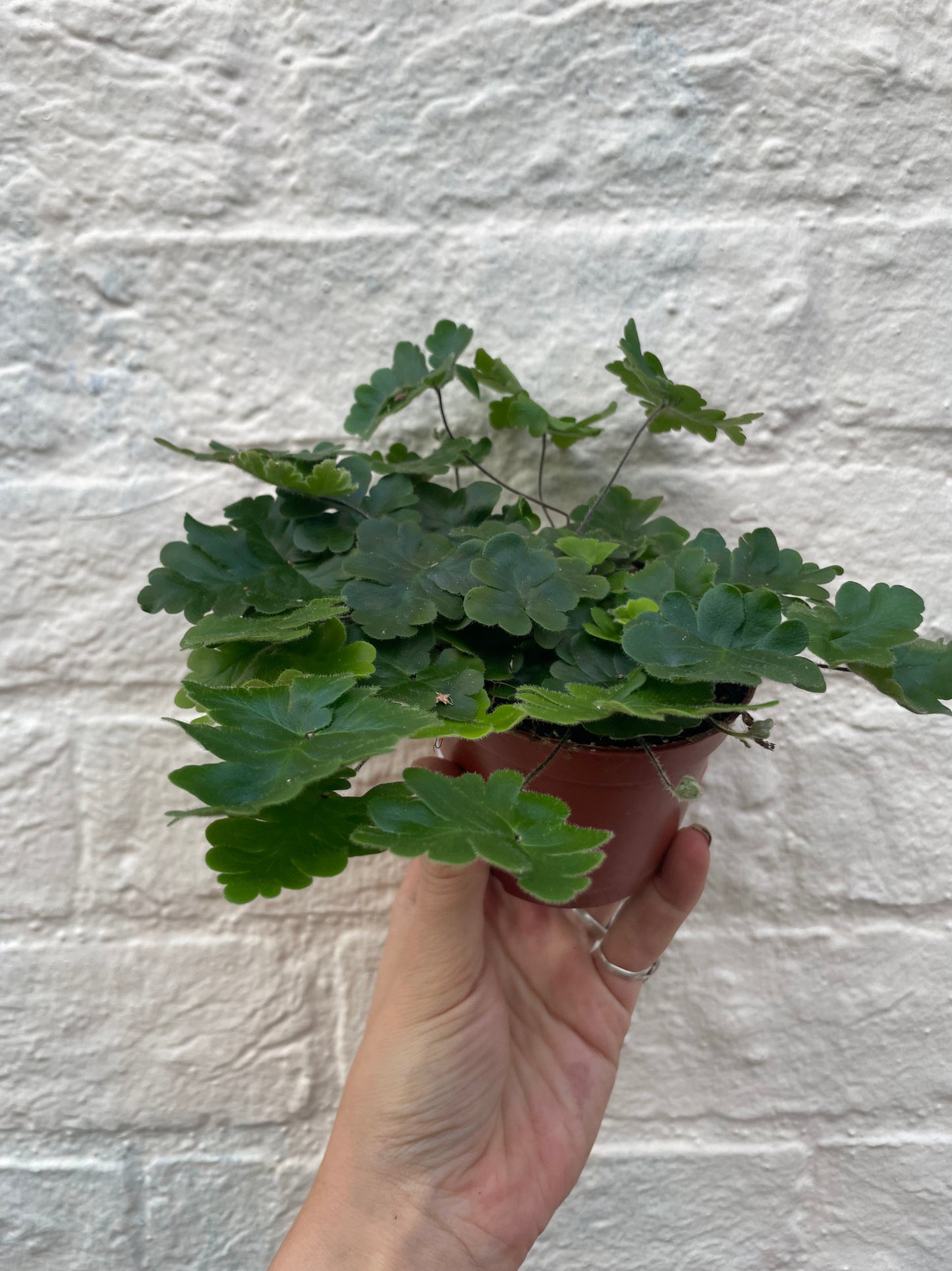 Doryopteris cordata (Antler Fern)