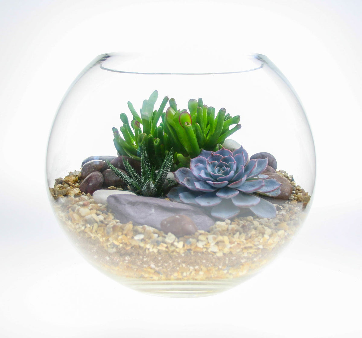 The Oasis - Glass Globe Terrarium - Large