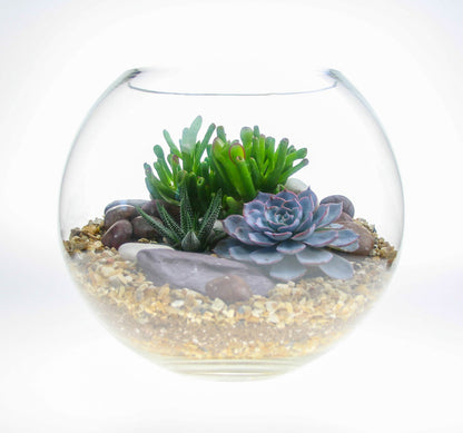 The Oasis - Glass Globe Terrarium - Large
