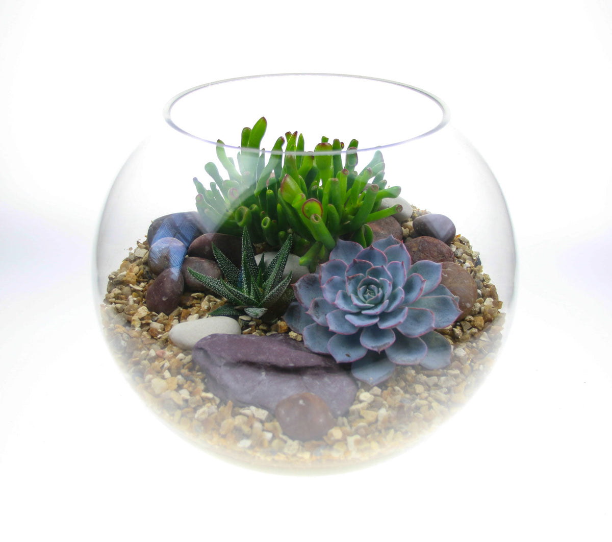 The Oasis - Glass Globe Terrarium - Large