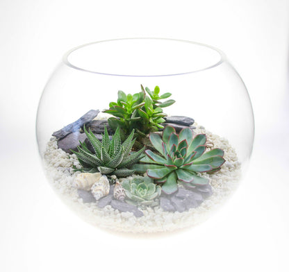 The Canyon - Globe Terrarium with 4 Succulent Plants- Extra Large