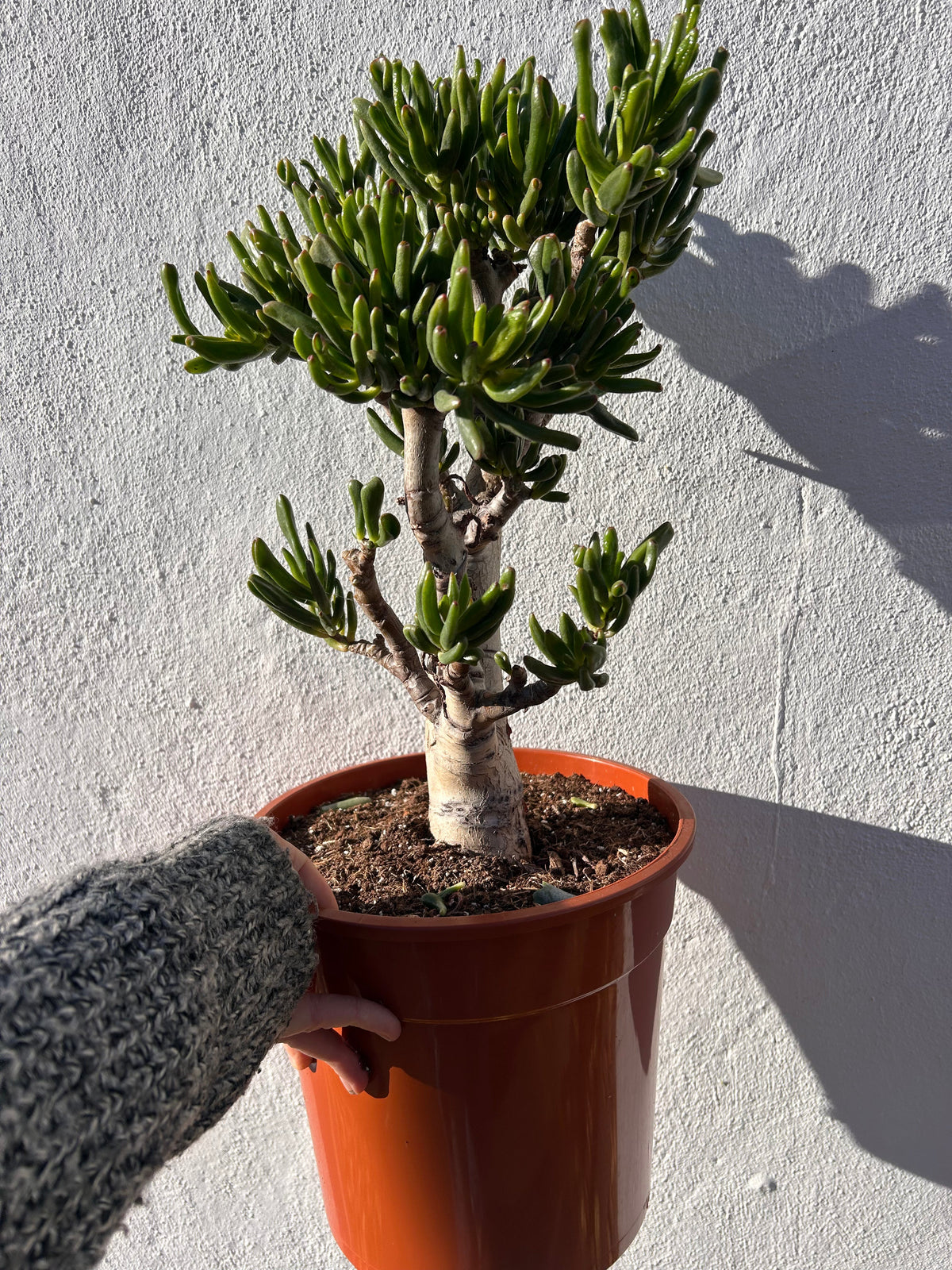 Crassula ovata 'Gollum' (Jade plant)