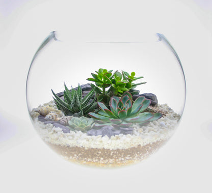 The Canyon - Globe Terrarium with 4 Succulent Plants- Extra Large