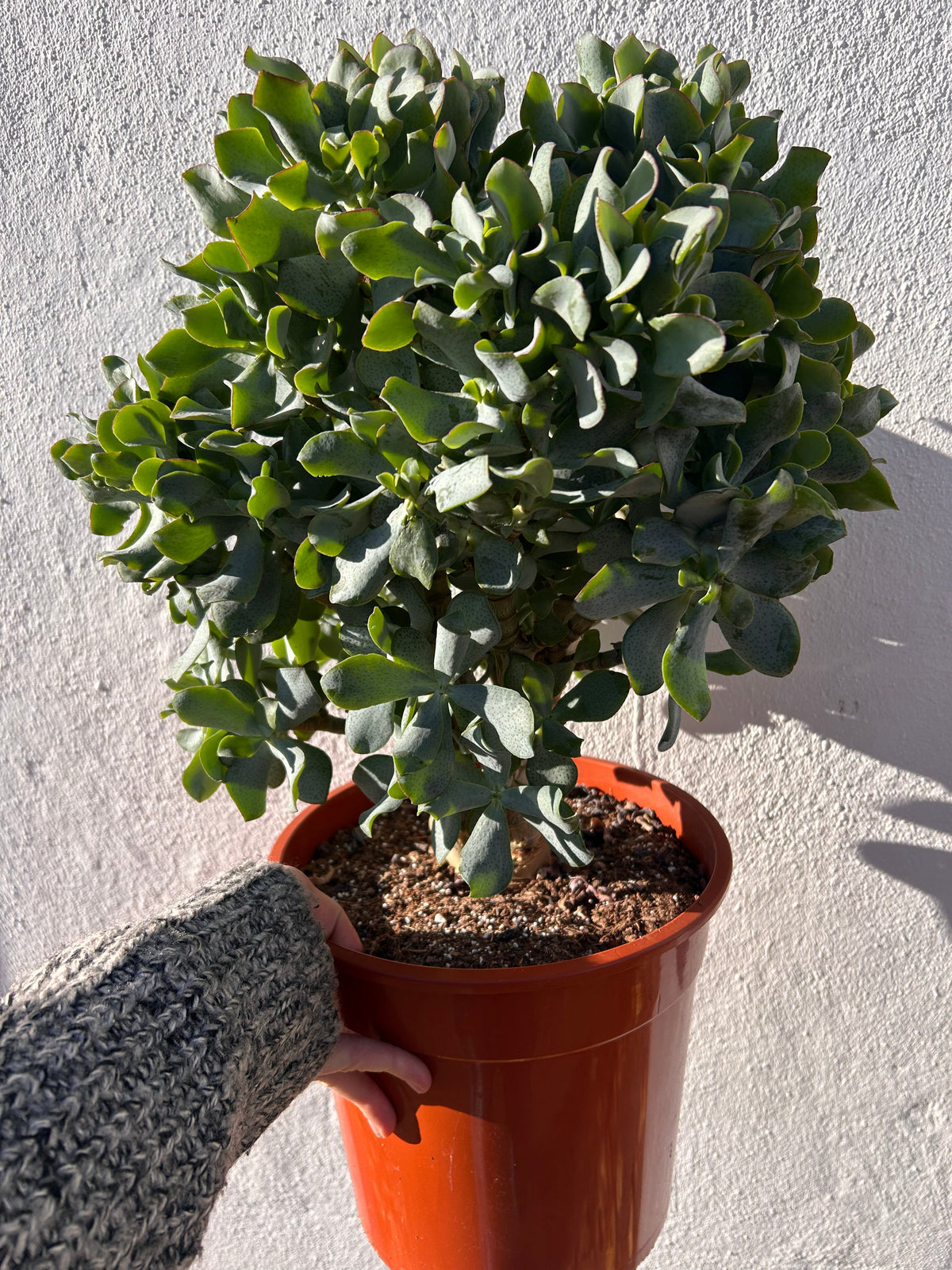 Crassula arborescens undulatifolia 'Ripple Jade'