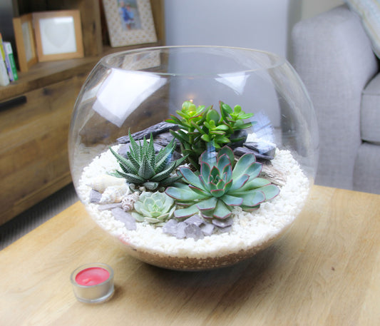 The Canyon - Globe Terrarium with 4 Succulent Plants- Extra Large