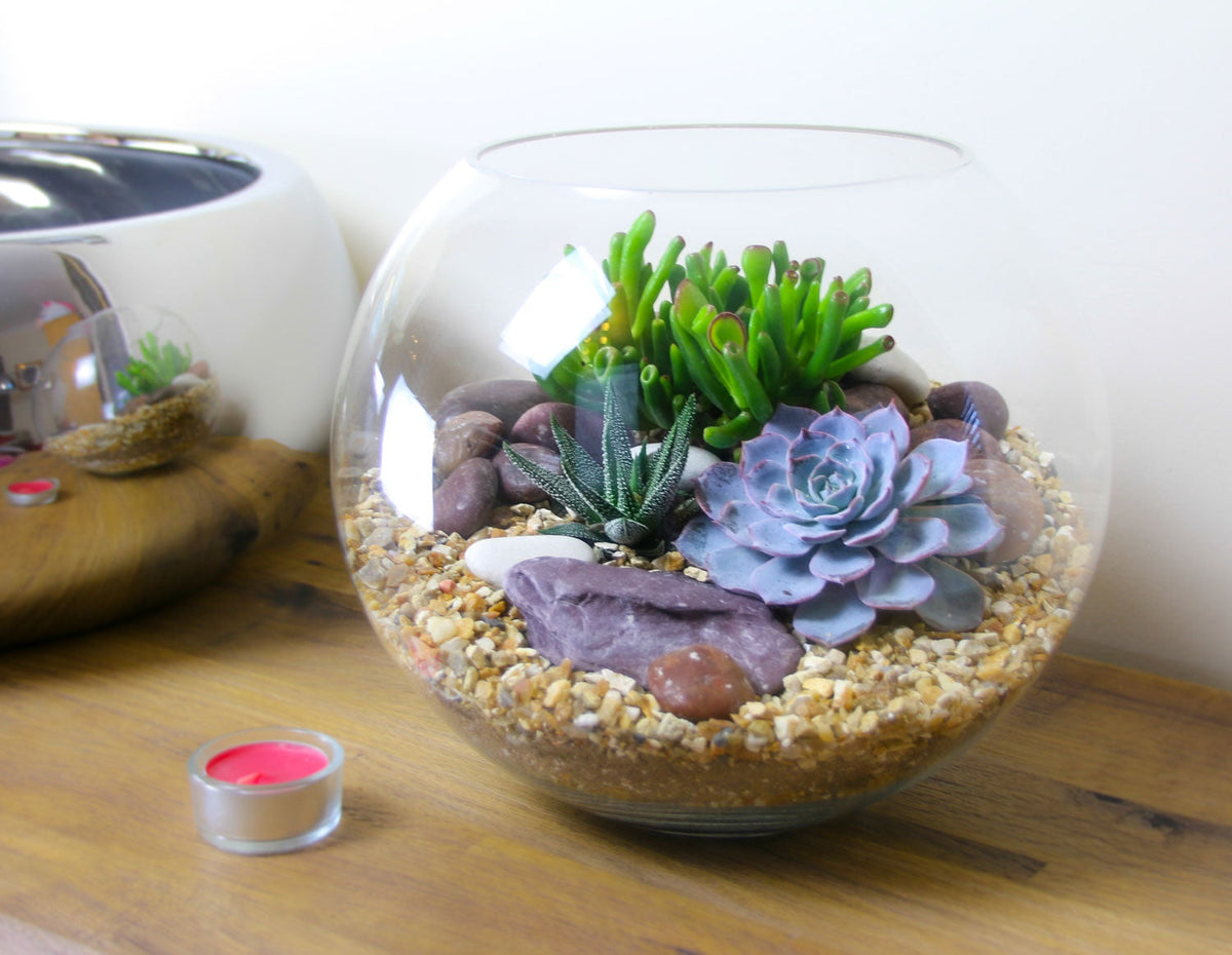 The Oasis - Glass Globe Terrarium - Large