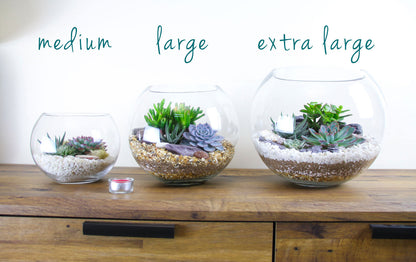 The Oasis - Glass Globe Terrarium - Large