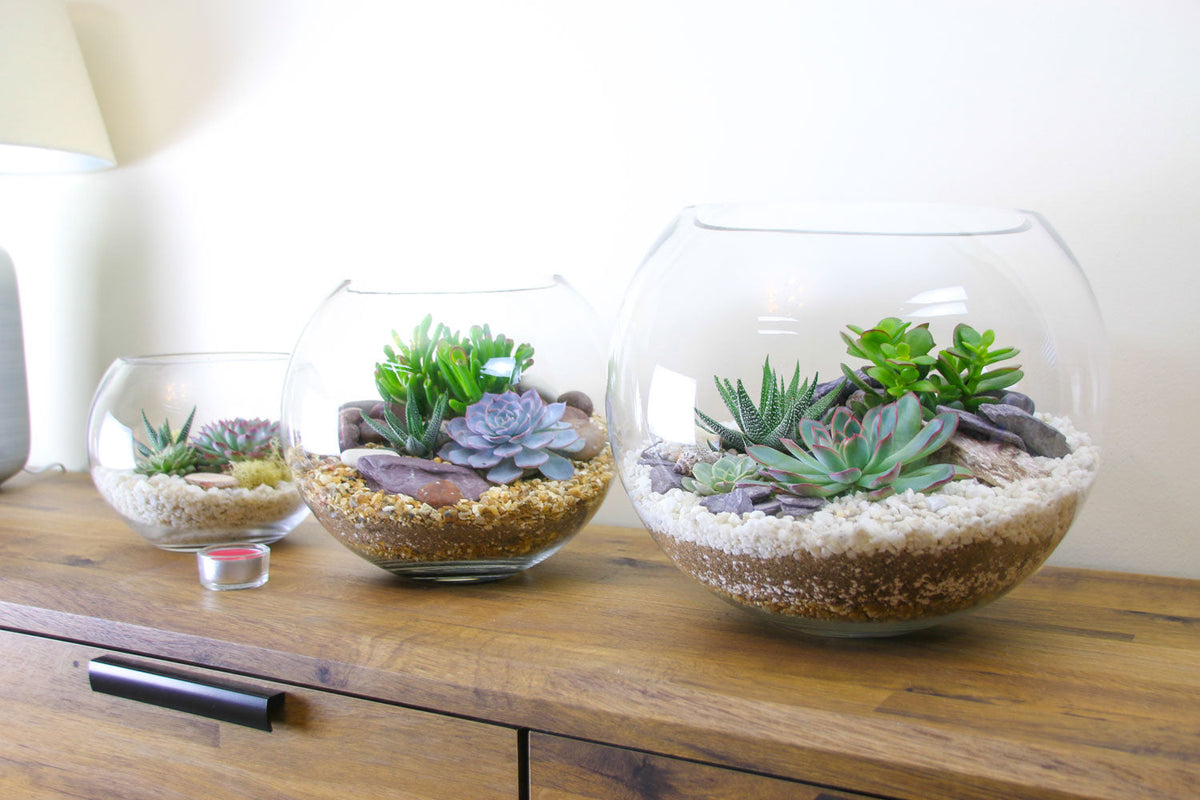 The Oasis - Glass Globe Terrarium - Large