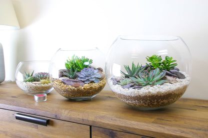 The Oasis - Glass Globe Terrarium - Large