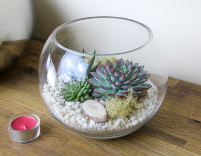 The Haven - Glass Globe Terrarium with Succulent Plants