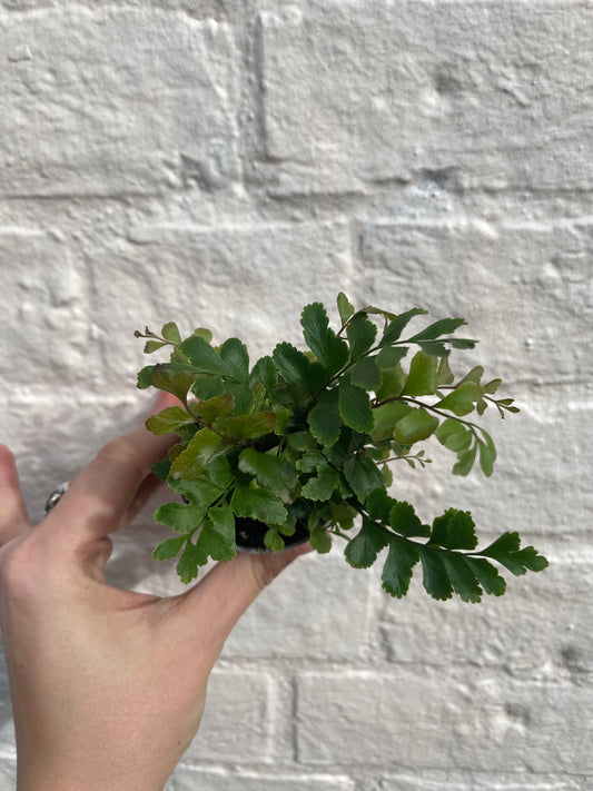 Didymochlaena Truncatula Houseplant - Mahogany Maidenhair Fern