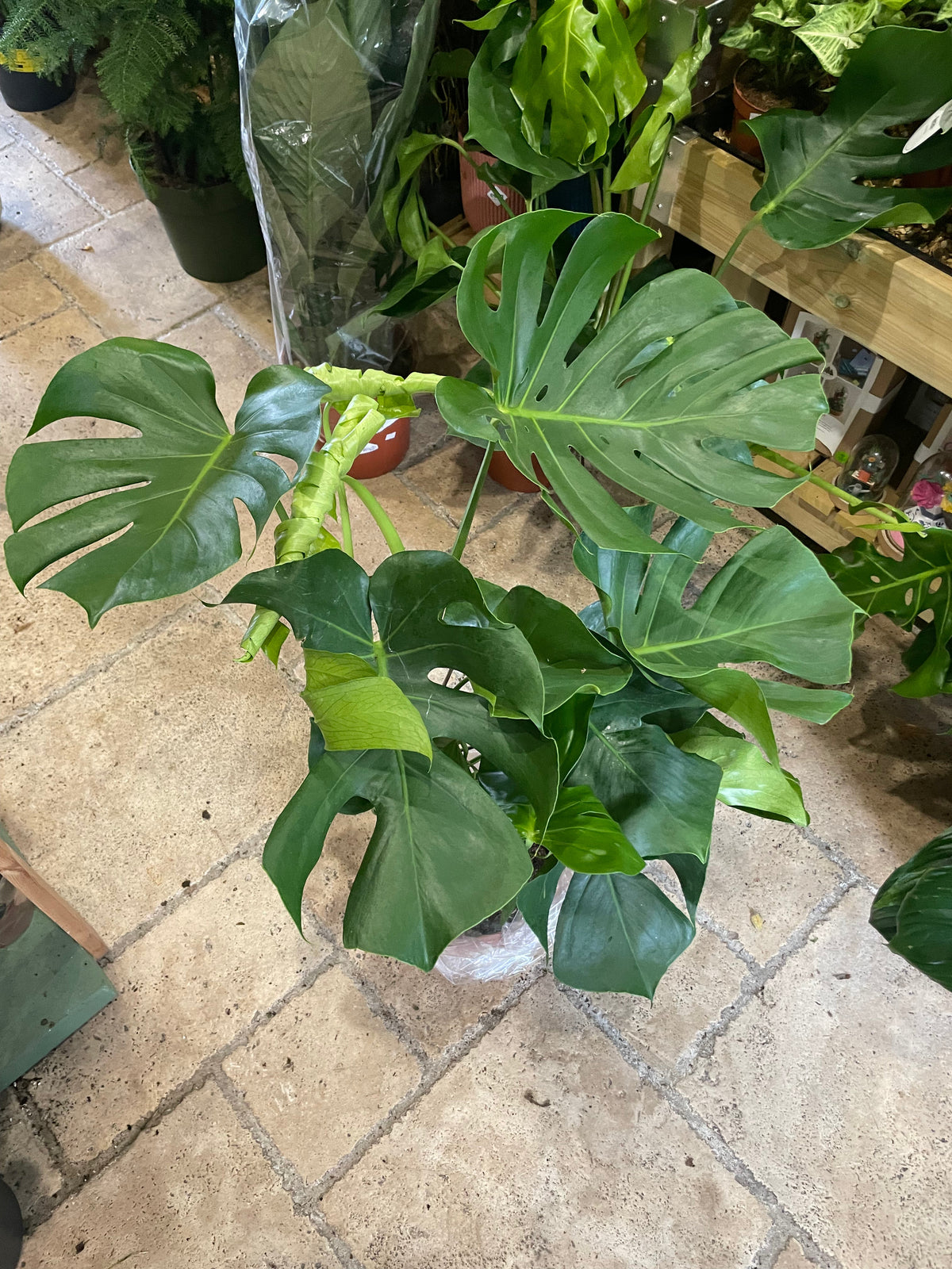 Monstera deliciosa (Swiss Cheese Plant)