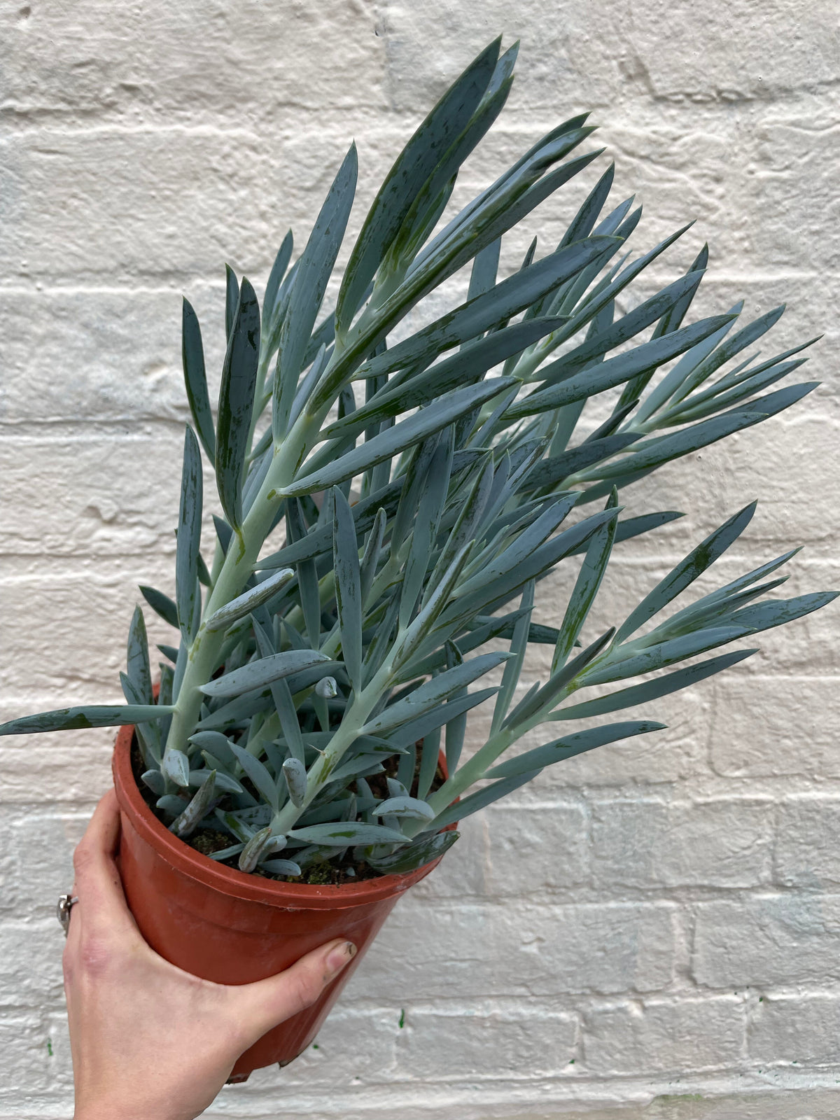 Curio ficoides ( Skyscraper Succulent)