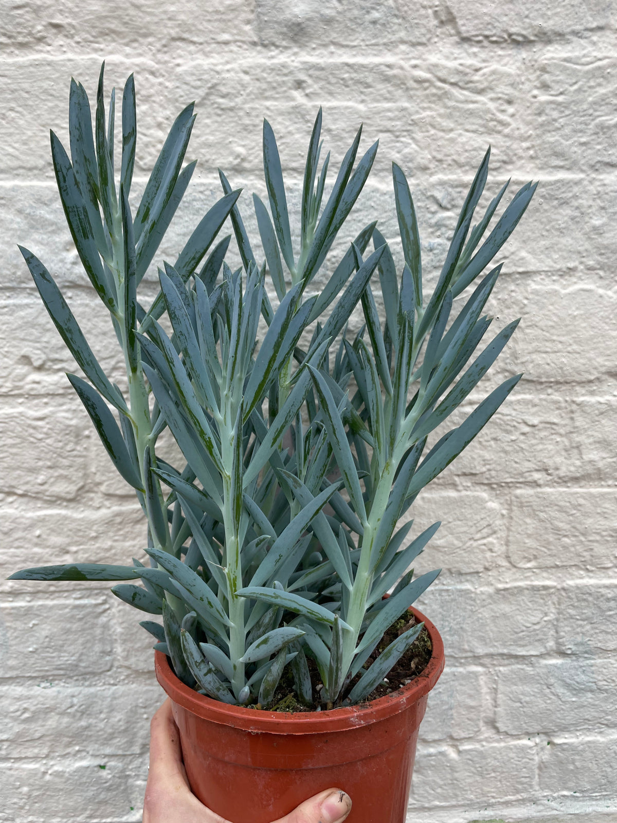 Curio ficoides ( Skyscraper Succulent)