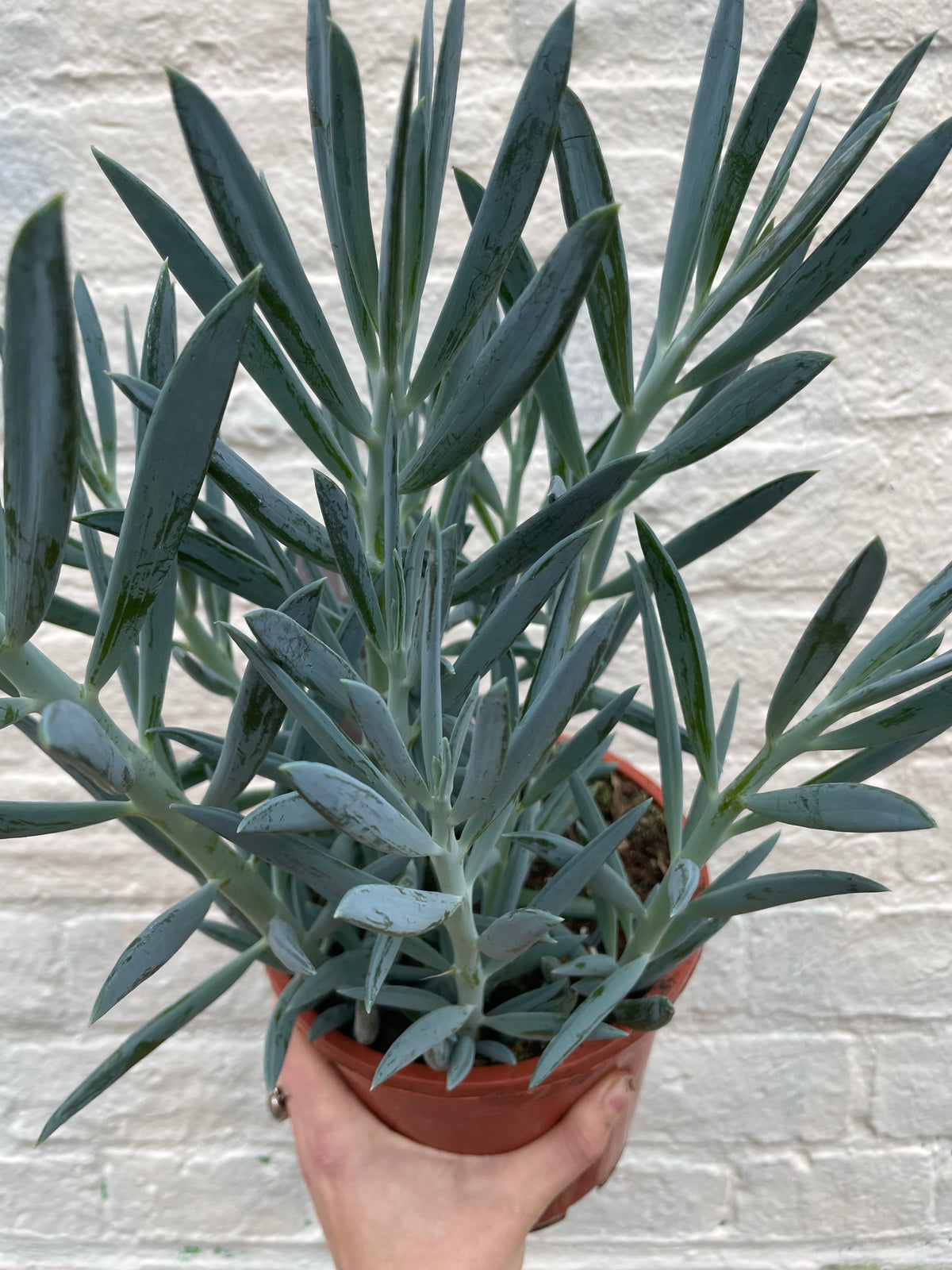 Curio ficoides ( Skyscraper Succulent)
