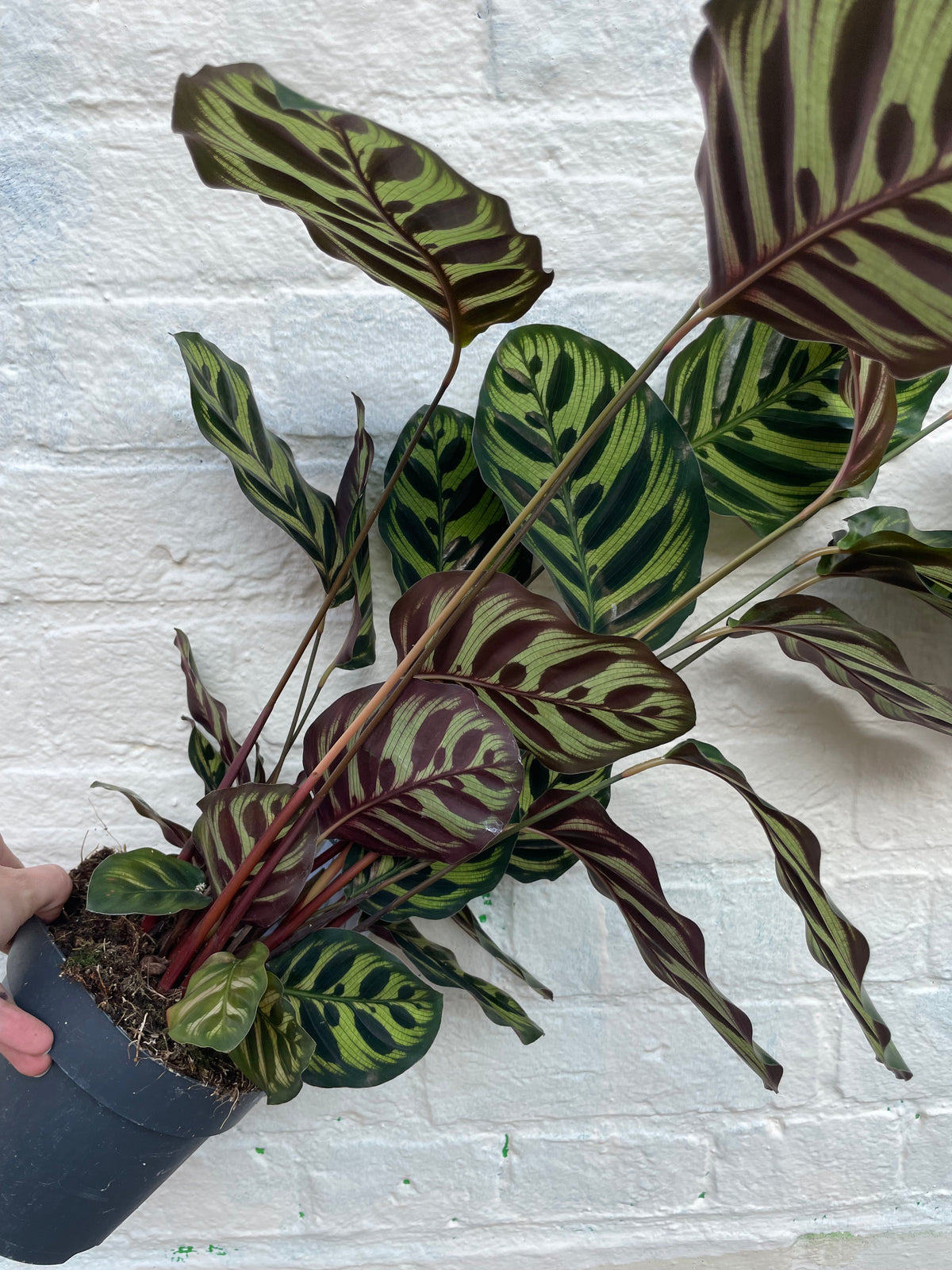 Calathea makoyana (Peacock plant)