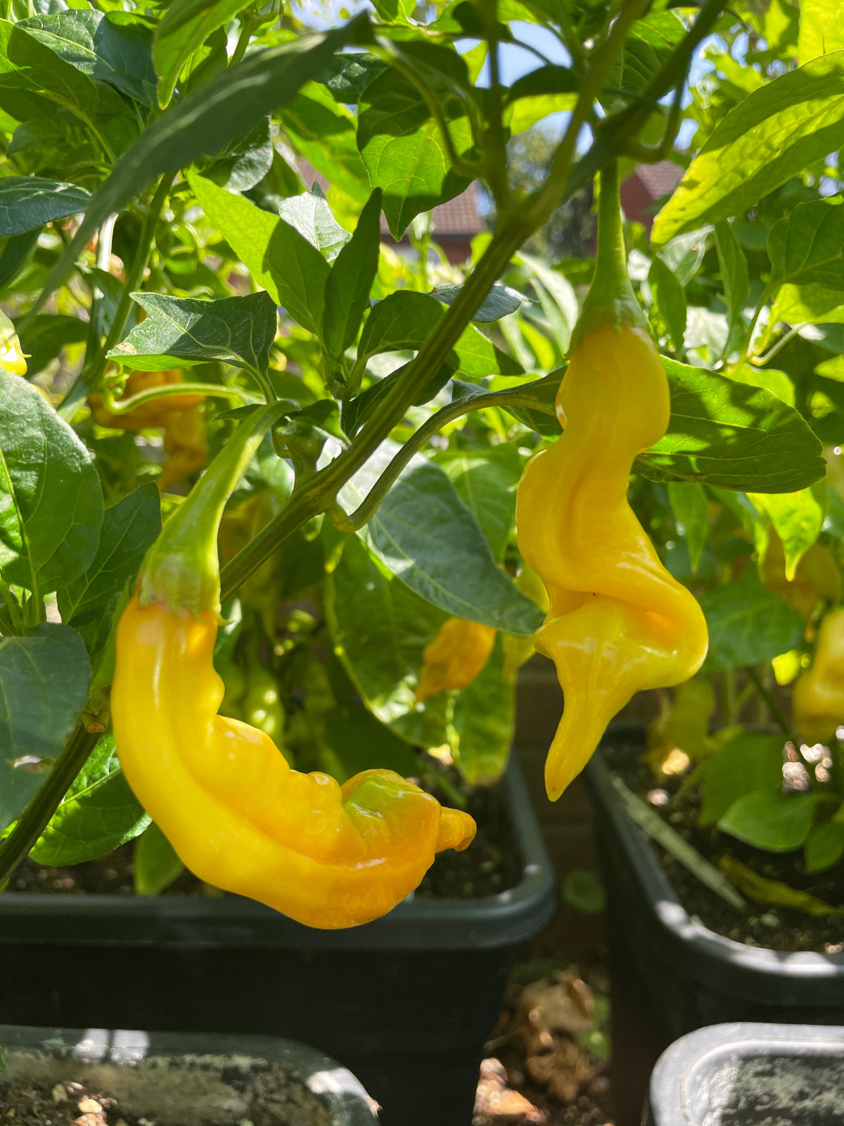Aji Limon (Lemon Drop) Chilli