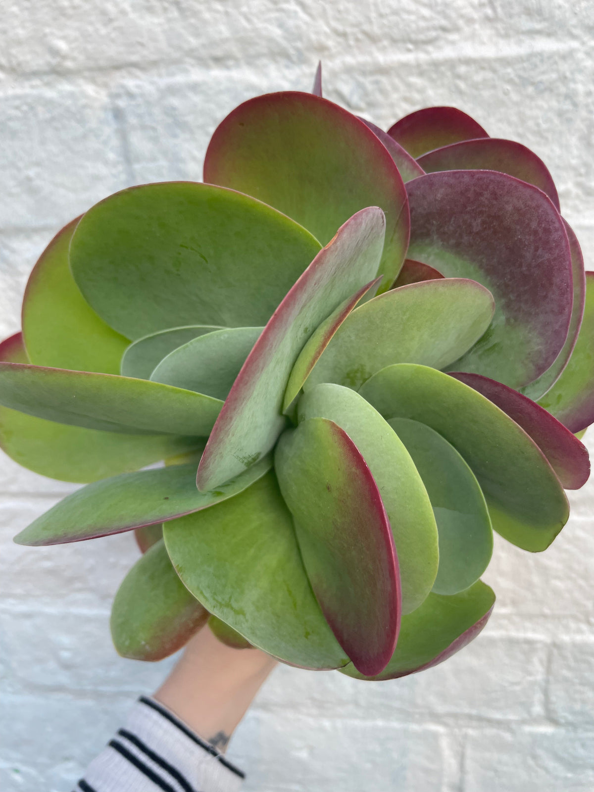 Kalanchoe thyrsiflora 'Red Lips'