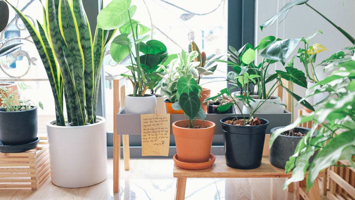 Indoor House Plants Near Me | Small Indoor Plants