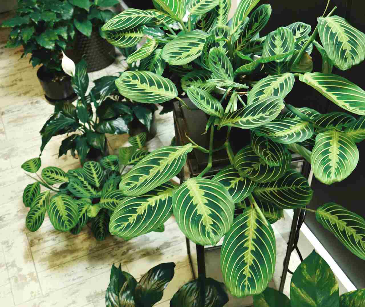 Shade Loving House Plants | Small Indoor Plants