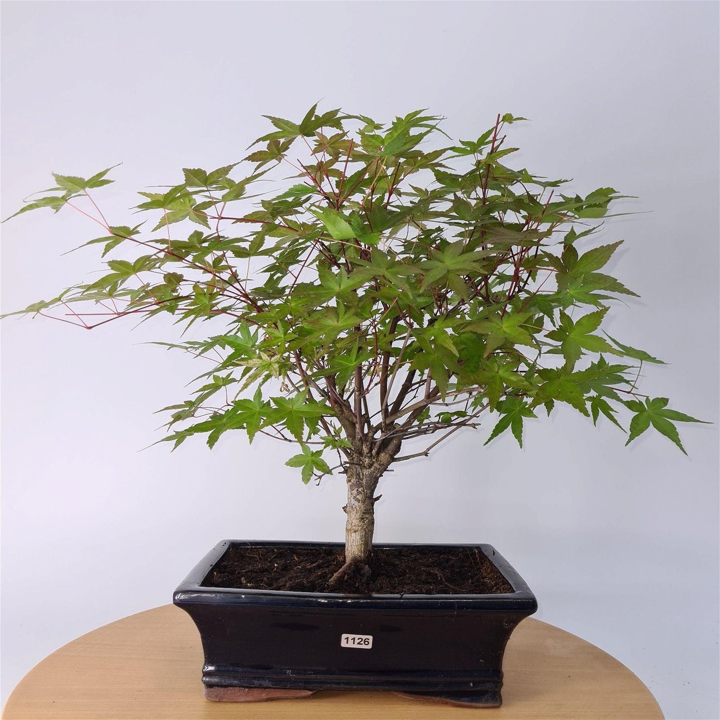 Japanese Maple (Acer) Bonsai Tree | Deshojo Informal Upright | In 25cm Pot