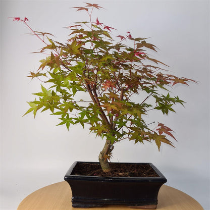 Japanese Maple (Acer) Bonsai Tree | Deshojo Informal Upright | In 25cm Pot