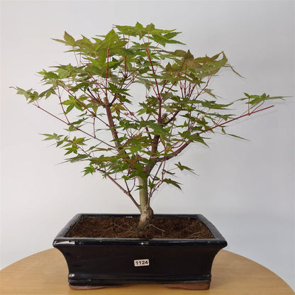 Japanese Maple (Acer) Bonsai Tree | Deshojo Informal Upright | In 25cm Pot