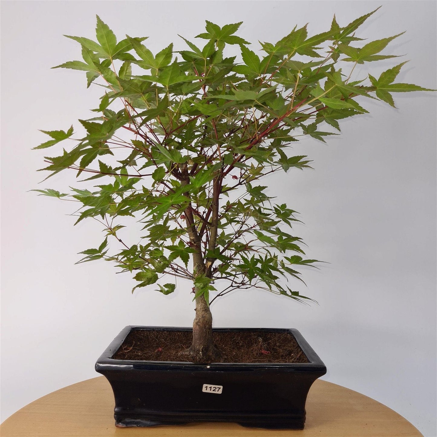Japanese Maple (Acer) Bonsai Tree | Deshojo Informal Upright | In 25cm Pot