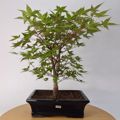 Japanese Maple (Acer) Bonsai Tree | Deshojo Informal Upright | In 25cm Pot