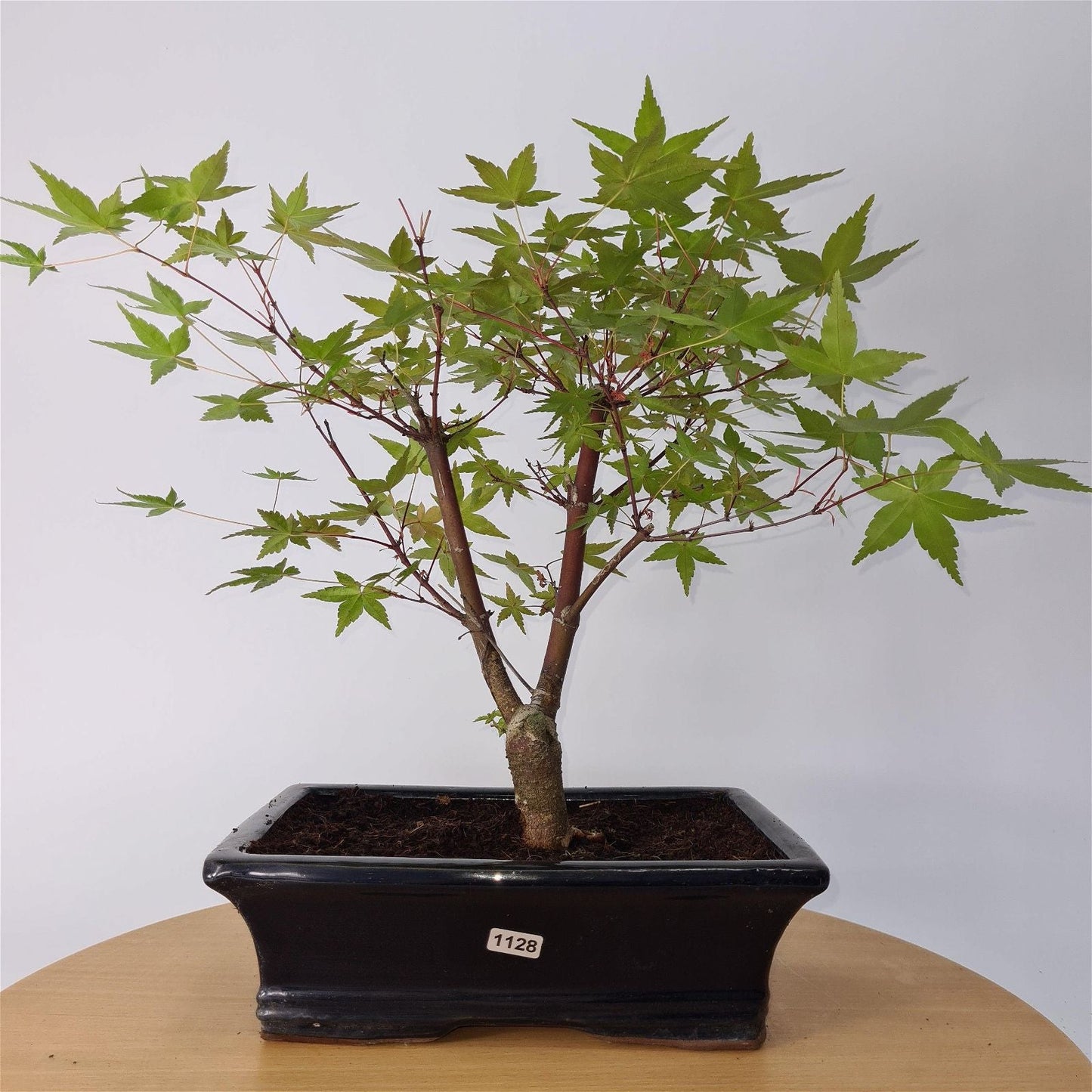 Japanese Maple (Acer) Bonsai Tree | Deshojo Informal Upright | In 25cm Pot