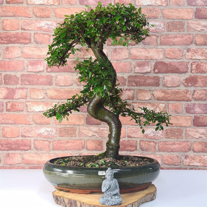 Large Ulmus Parvifolia Bonsai Tree - Chinese Elm - In 35cm Pot