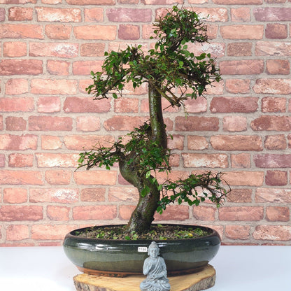 Large Ulmus Parvifolia Bonsai Tree - Chinese Elm - In 35cm Pot