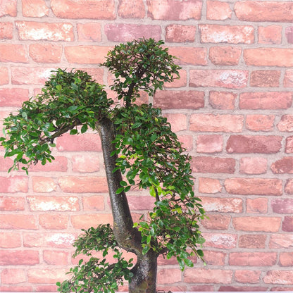 Large Ulmus Parvifolia Bonsai Tree - Chinese Elm - In 35cm Pot