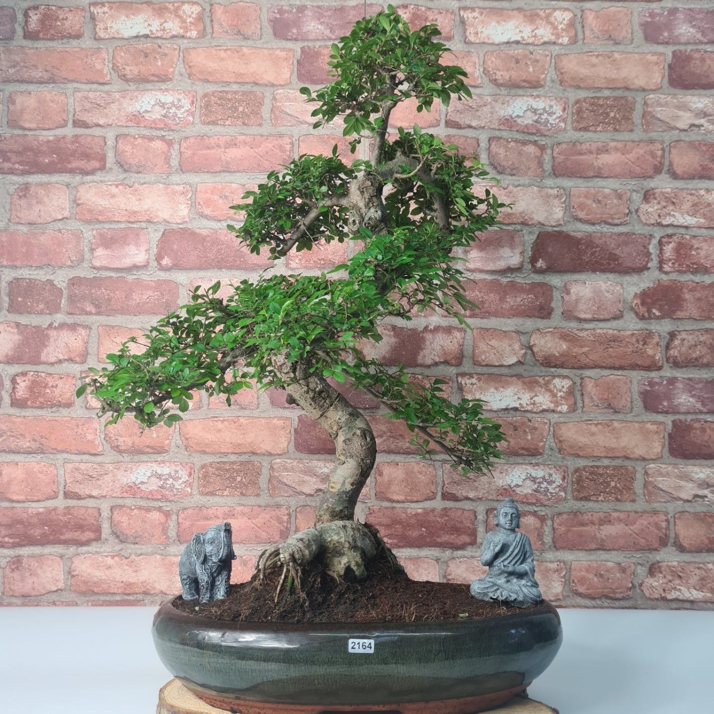 Large Ulmus Parvifolia Bonsai Tree - Chinese Elm - In 35cm Pot