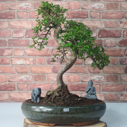 Large Ulmus Parvifolia Bonsai Tree - Chinese Elm - In 35cm Pot