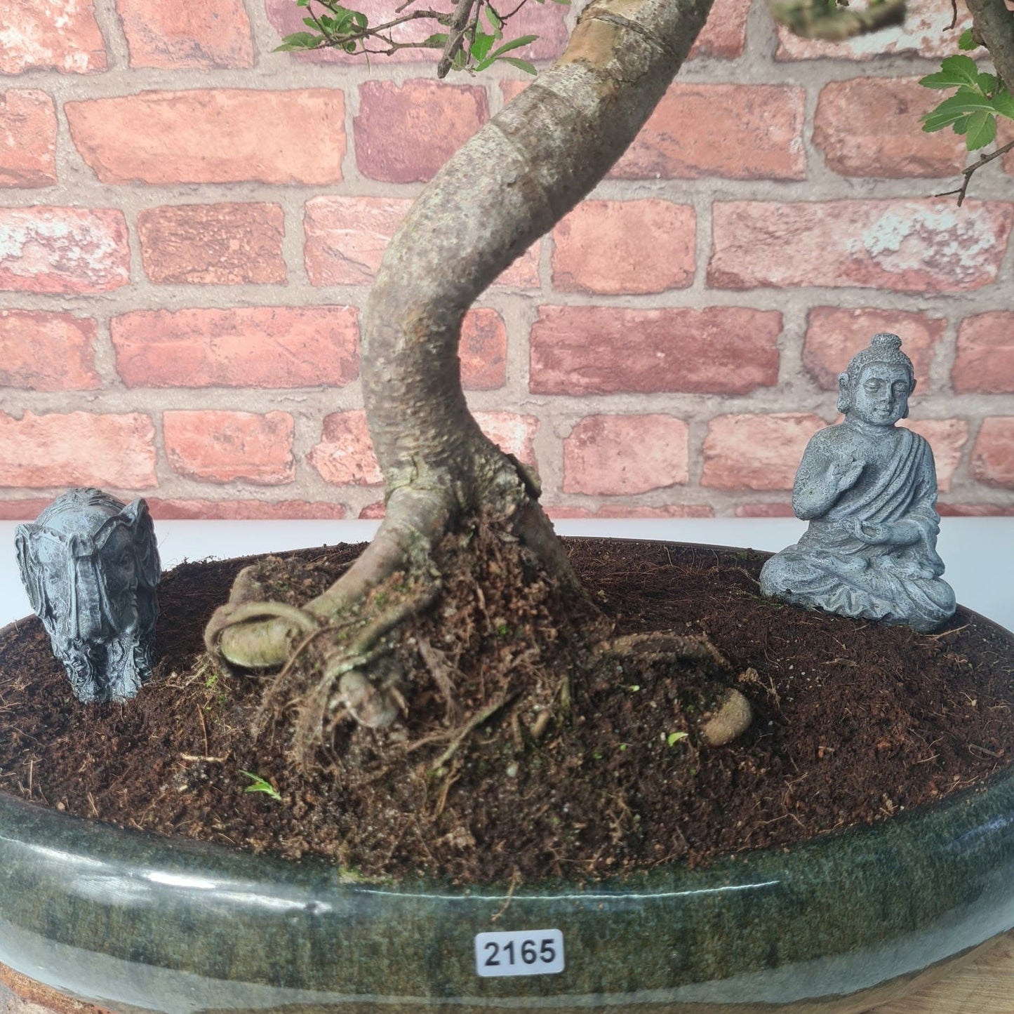 Large Ulmus Parvifolia Bonsai Tree - Chinese Elm - In 35cm Pot