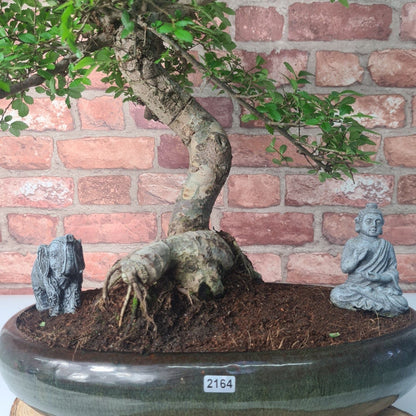 Large Ulmus Parvifolia Bonsai Tree - Chinese Elm - In 35cm Pot