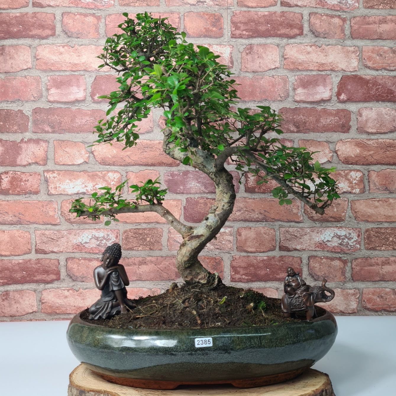 Large Ulmus Parvifolia Bonsai Tree - Chinese Elm - In 35cm Pot