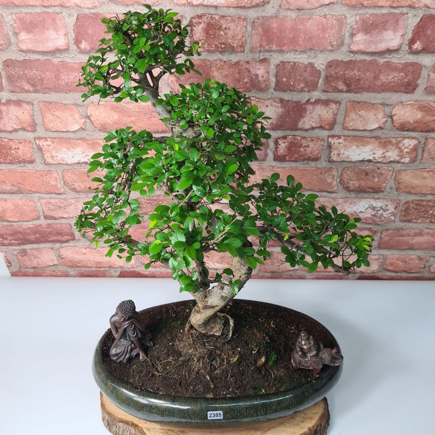 Large Ulmus Parvifolia Bonsai Tree - Chinese Elm - In 35cm Pot