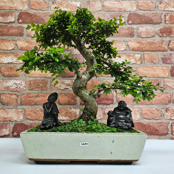 Large Ulmus Parvifolia Bonsai Tree