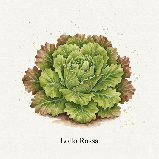 Lollo Rossa Lettuce Seeds - Grow Stunning, Frilly Red Leaf Lettuce at Home (550 Seeds)