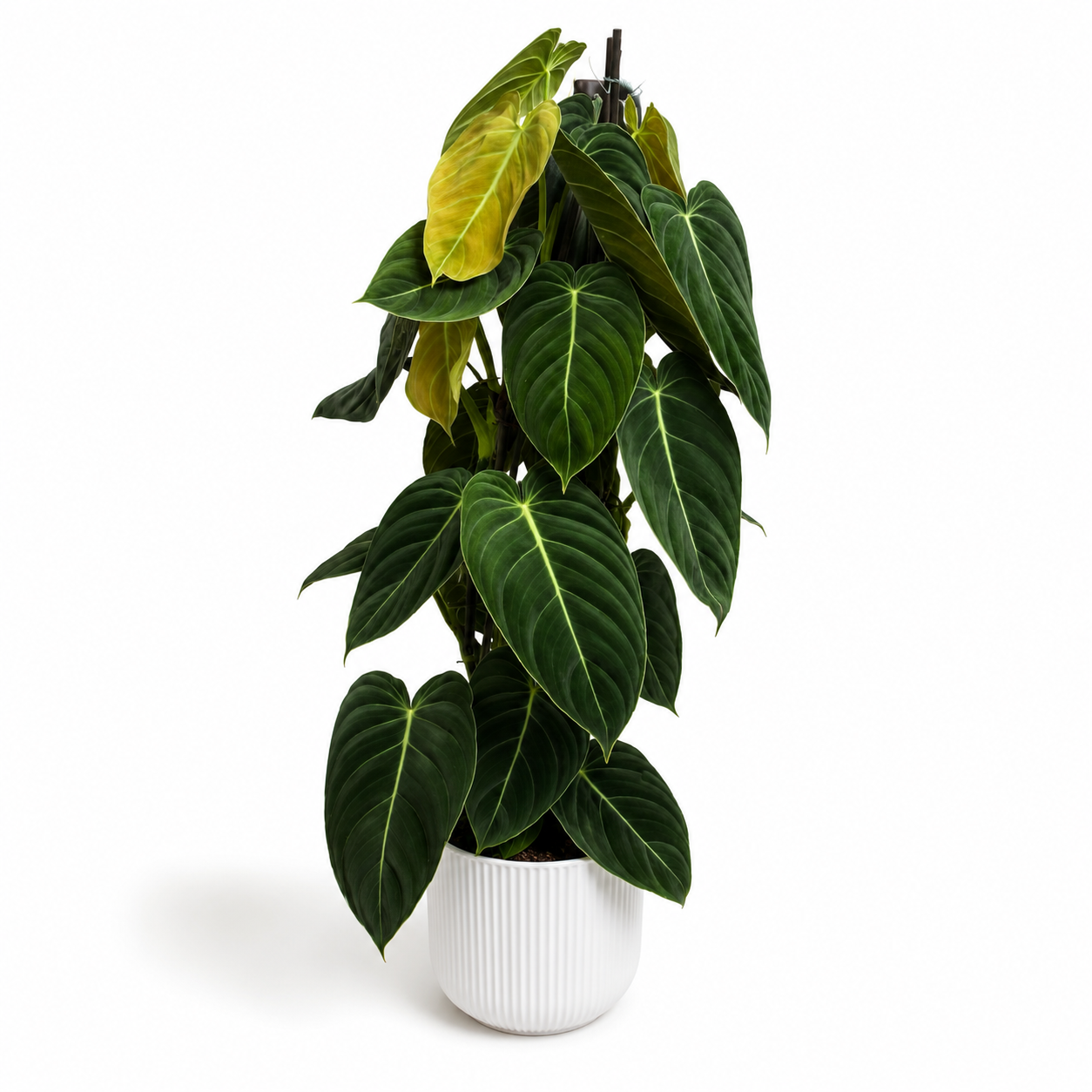 Philodendron Melanochrysum 17cm Houseplant