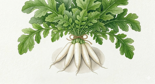 Mooli Radish Seeds - Crisp Japanese Winter Delight for Your Garden (50 Seeds)