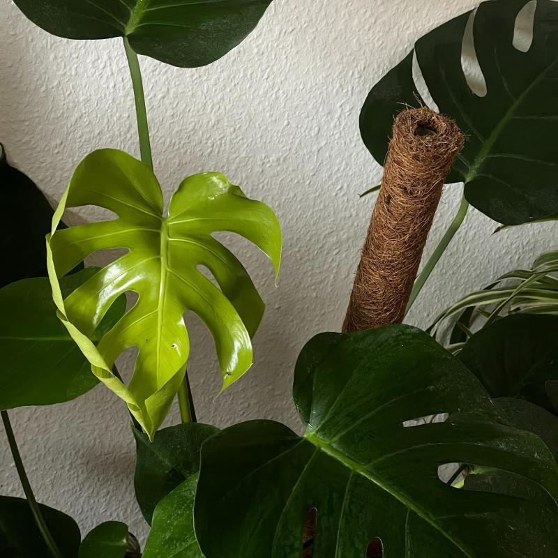 Pothos Devils Ivy Care & Varieties | Small Indoor Plants