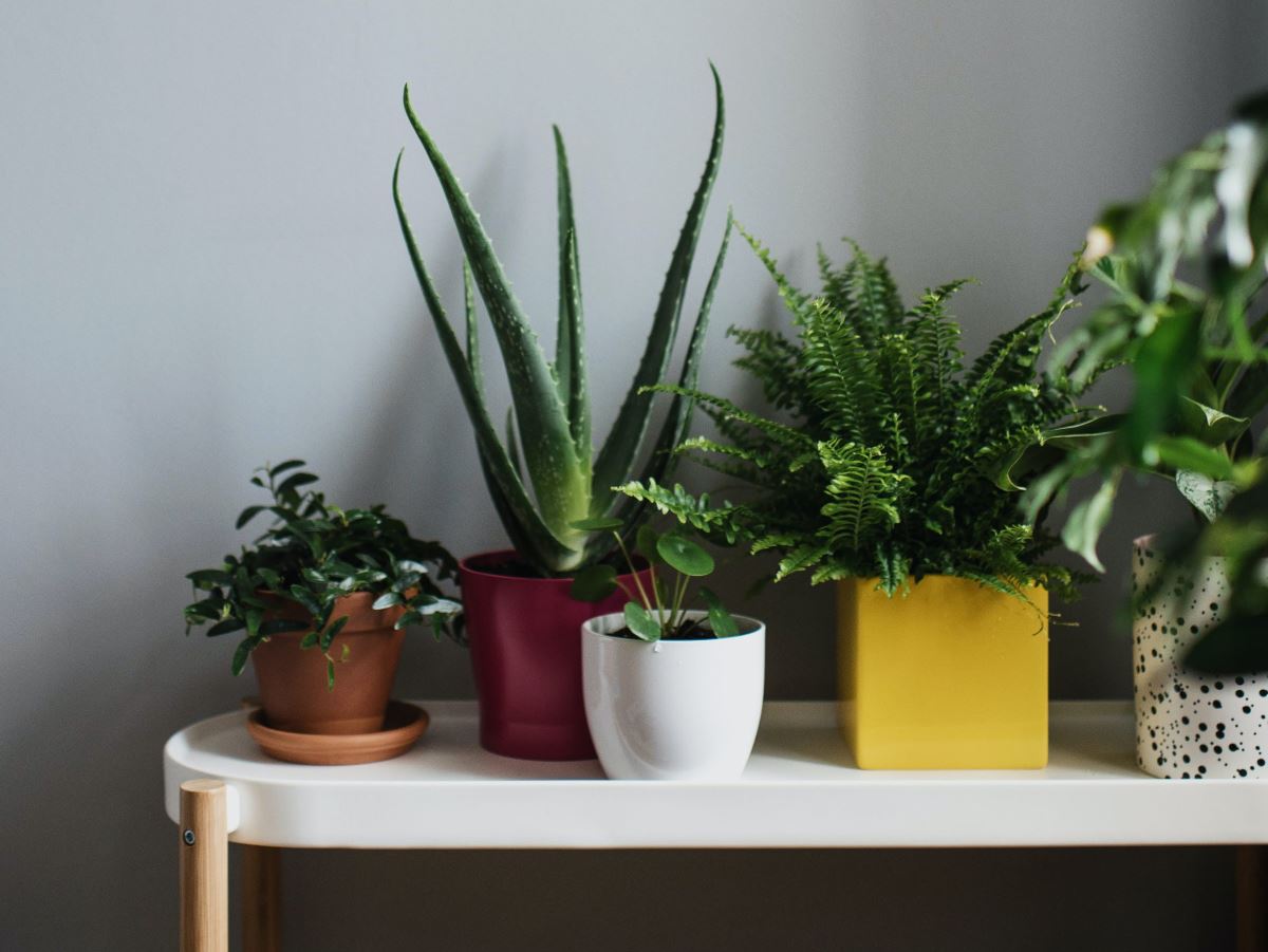 New Home Plant Gifts | Small Indoor Plants