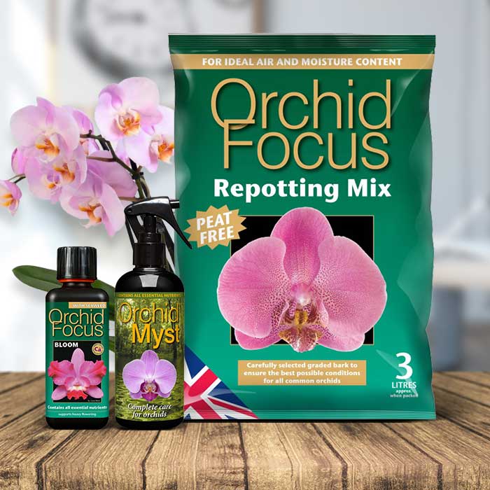 Moth Orchid Care Kit | Small Indoor Plants