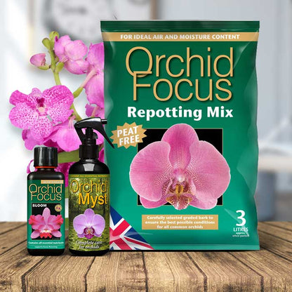 Vanda Orchid Care Kit | Small Indoor Plants